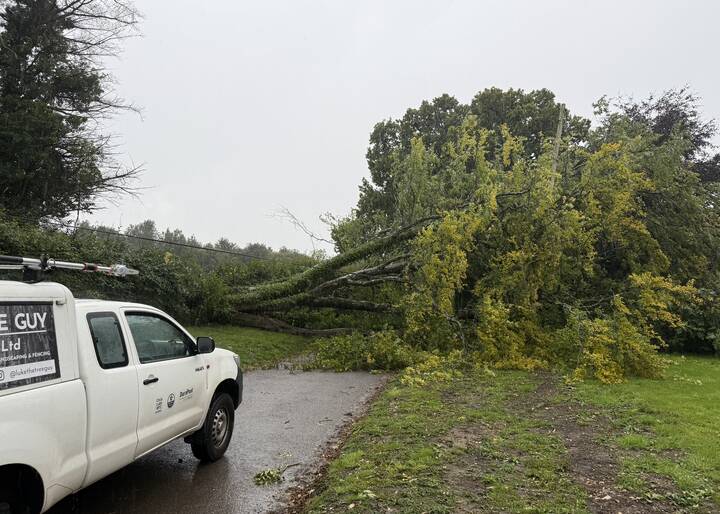 Tree Down - Before.jpeg