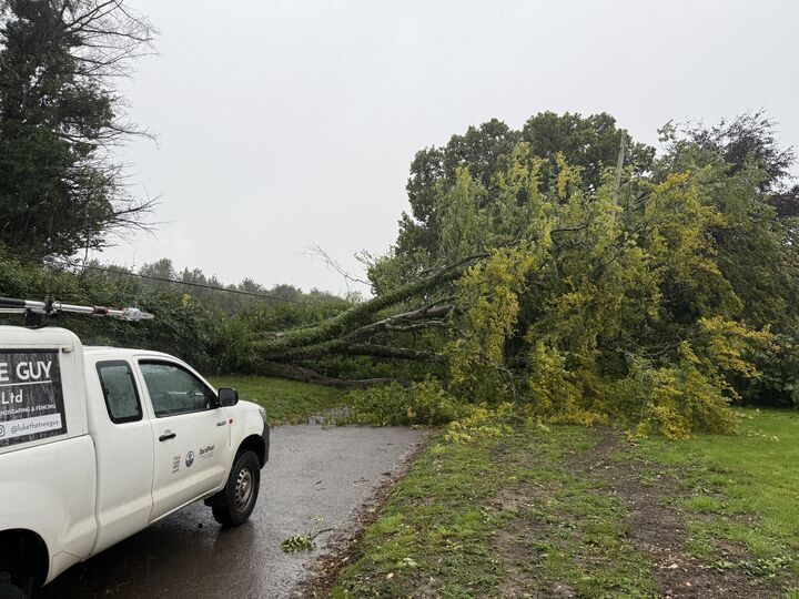 Tree Down - Before.jpeg