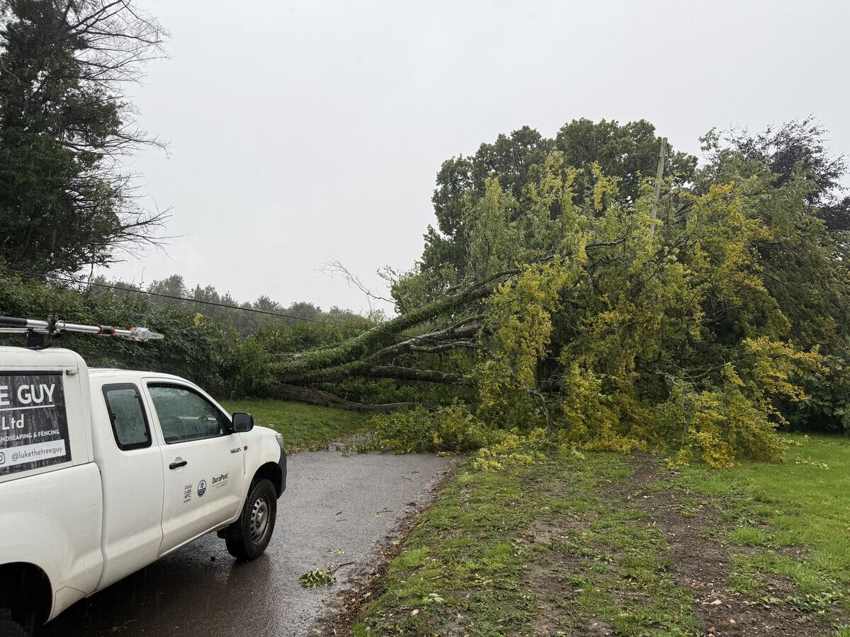 Tree Down - Before.jpeg